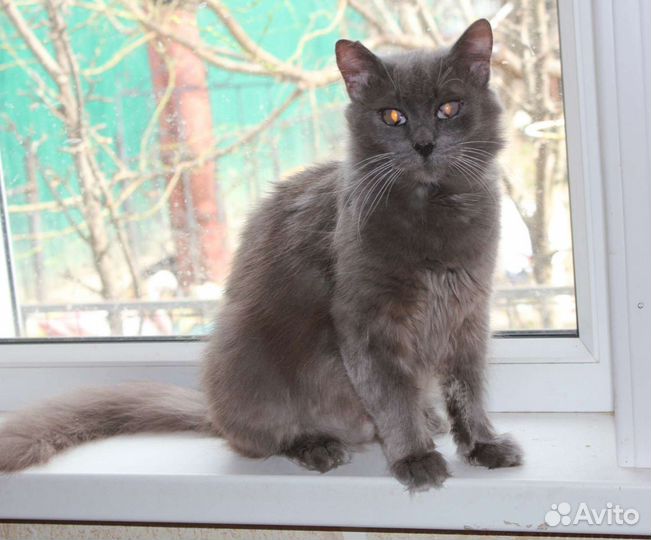 Особенная кошечка Вита ищет дом