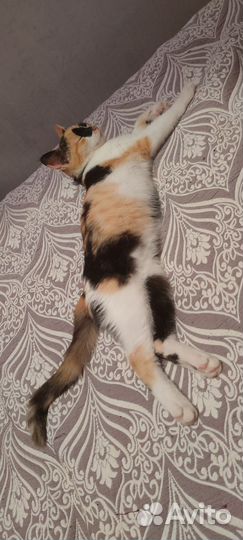 Кошка в дар бесплатно