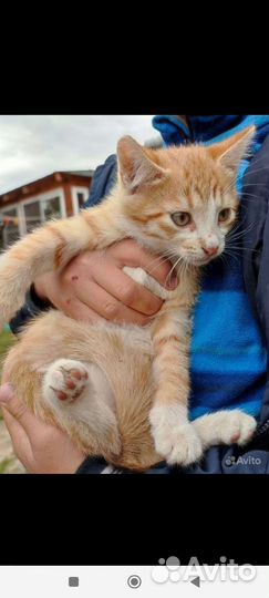 Кошка в дар бесплатно