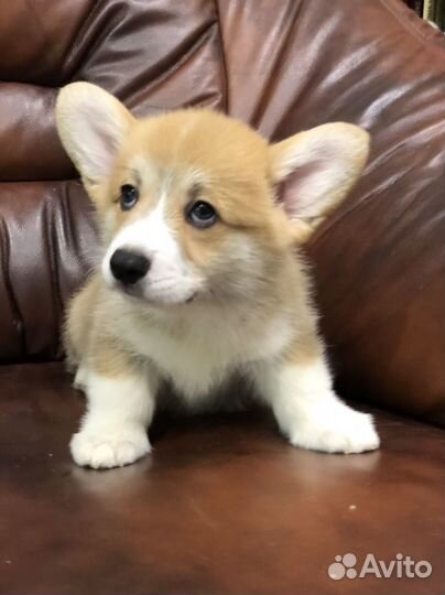 Парень Вельш Корги Пемброк