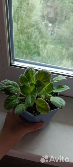 Фиалки детки