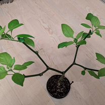 Сверх острый перец Dragon Breath