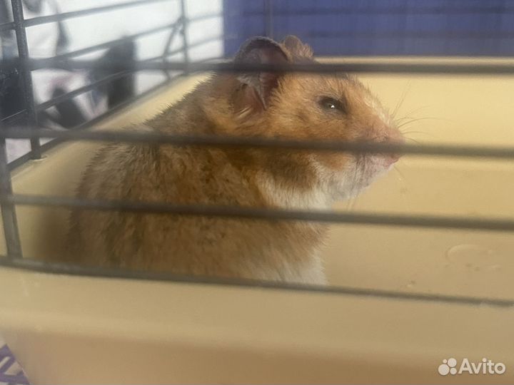 Серийские хомяки
