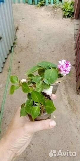 Комнатные цветы