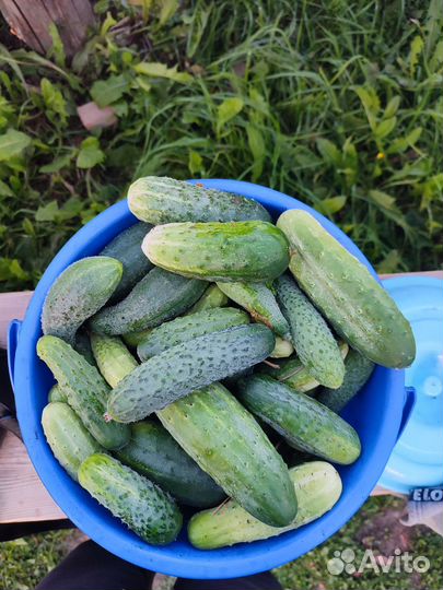 Огурцы свежие домашние