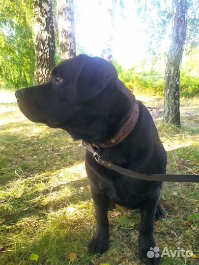 Кобель лабрадора вязка