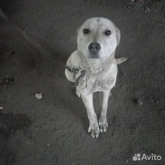 Собака в добрые руки отдам бесплатно