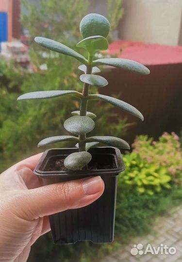 Толстянка/Денежное дерево