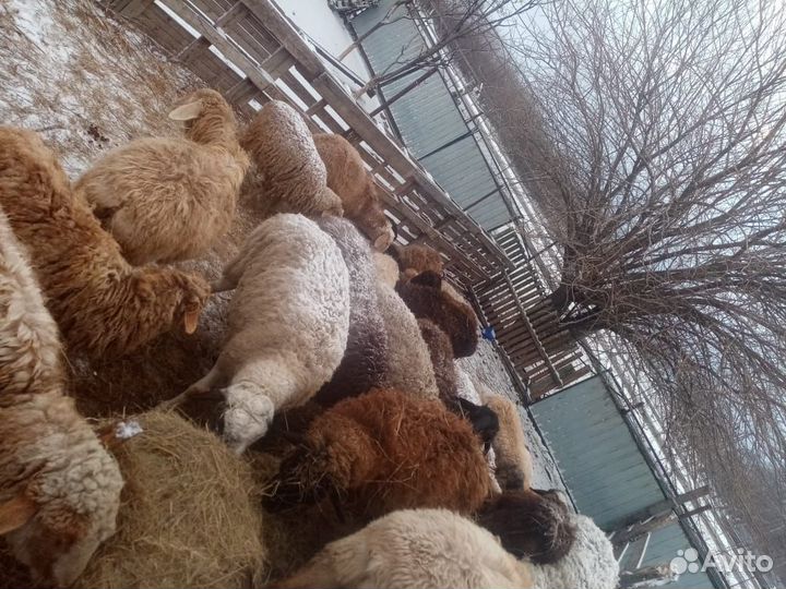 Овцы бараны