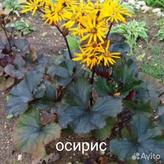 Растения для тенистого сада