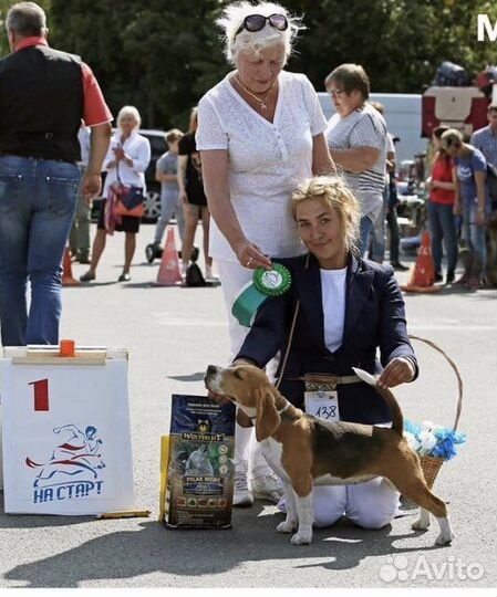 Хендлер, подготовка к выставкам, показ в ринге