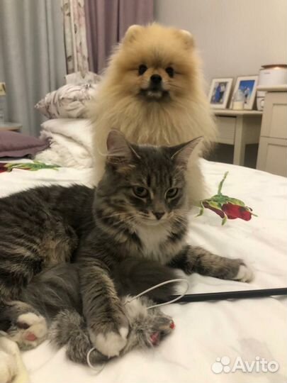Кошка в дар бесплатно