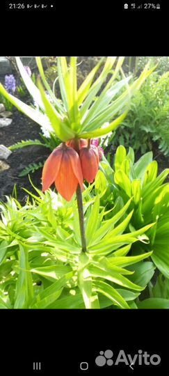 Рябчик императорский