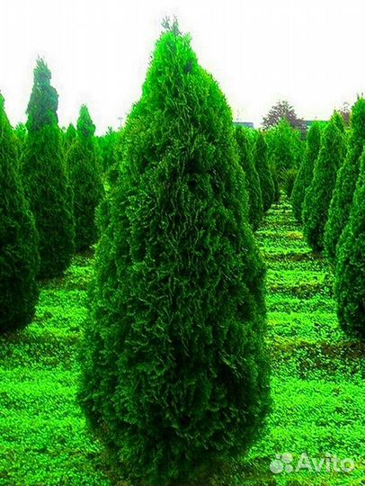 Туи из питомника