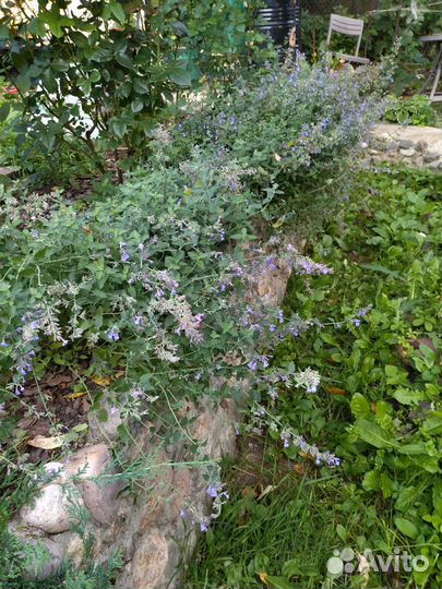 Котовник фассена