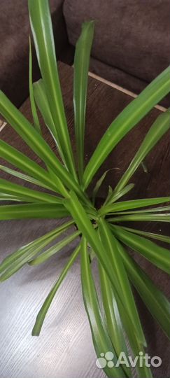 Хлорофитум