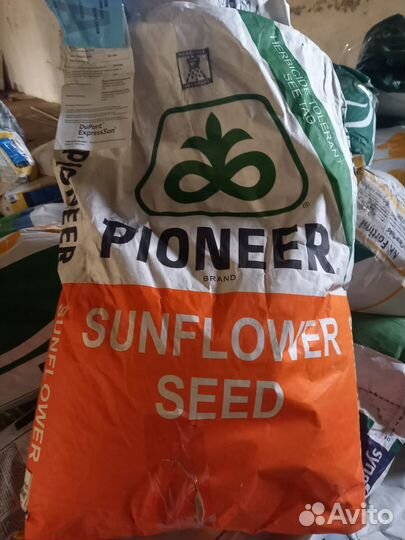 Семена подсолнечника гибрид