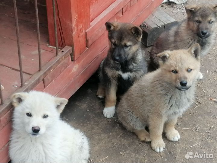 Домашние животные собаки щенки