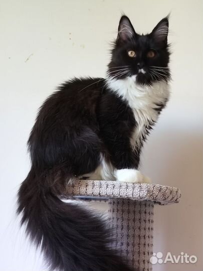 Девочка мейн- кун