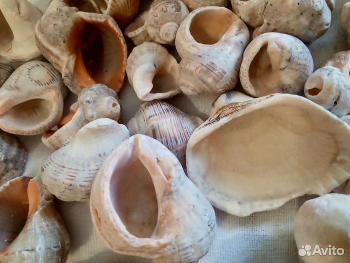 Морские ракушки для аквариума или декорирования