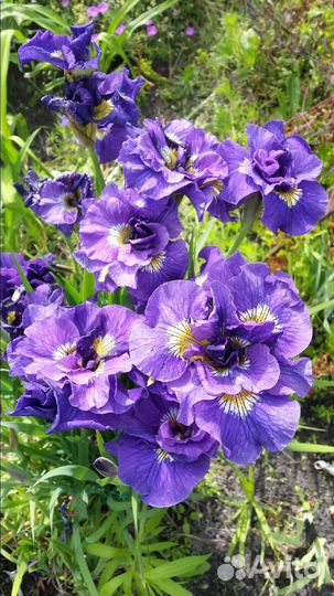 Ирисы сибирские