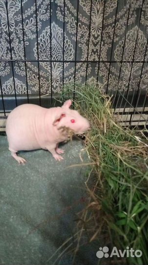 Жених Скинни ждёт невесту