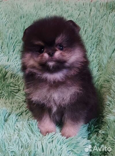 Шпиц mini мальчик в Сочи