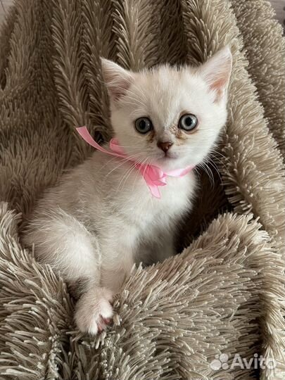 Британская