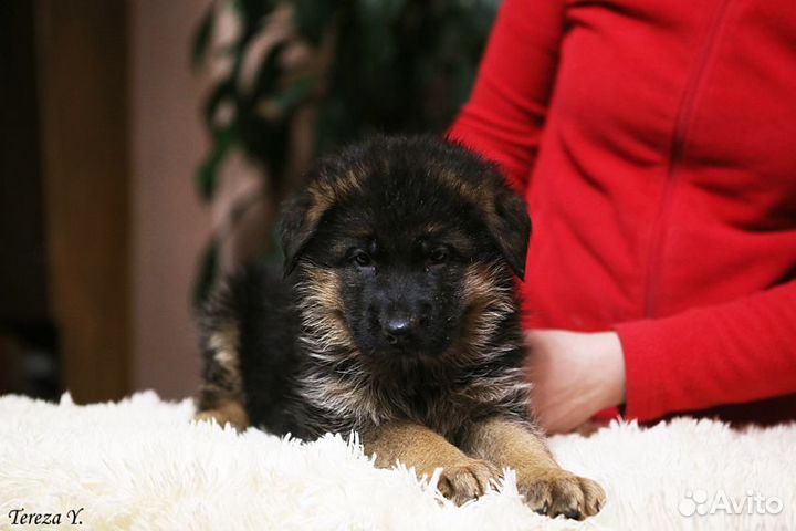 Щенки немецкой овчарки