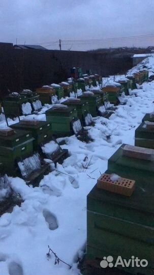 Пчелы бакфаст