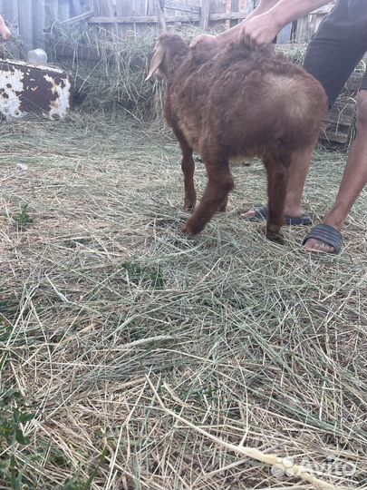 Баран гесар