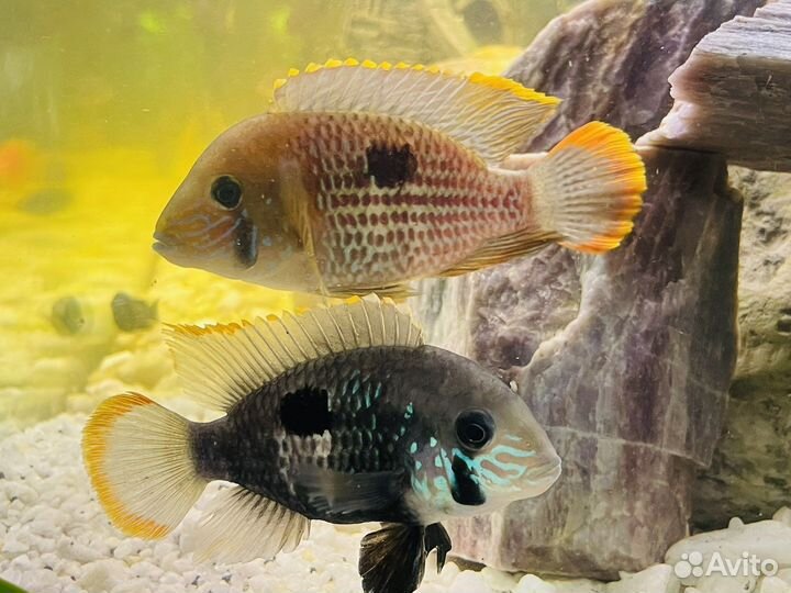 Акара бирюзовая мальки