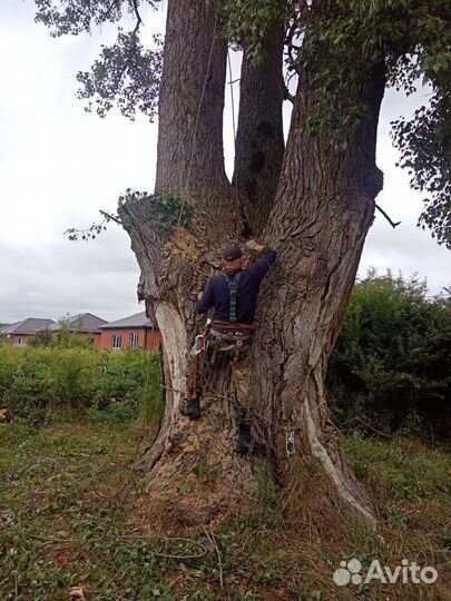 Спил деревьев
