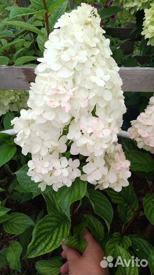 Гортензия метельчатая