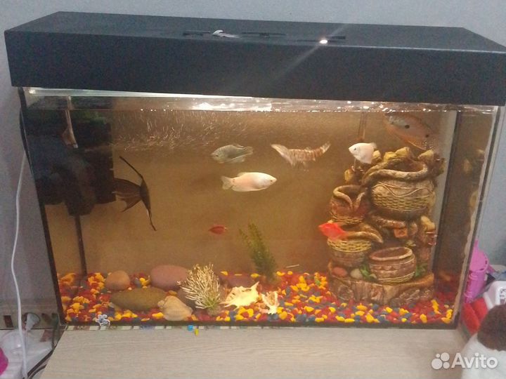 Аквариум с рыбками