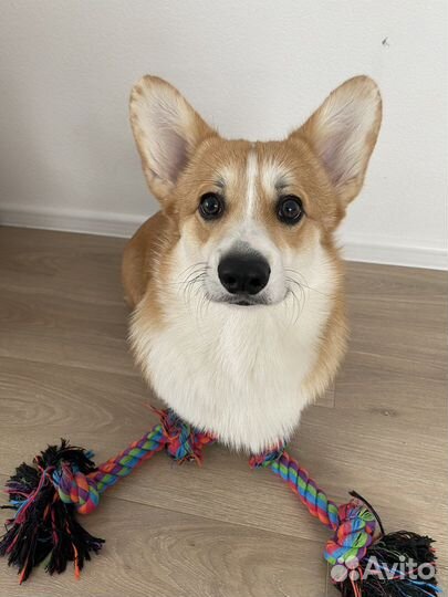 Вельш-корги пемброк вязка