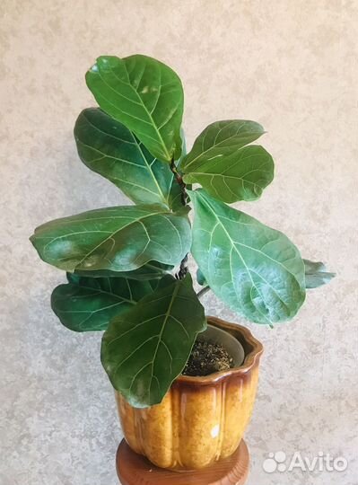 Фикус Мелани. Фикус Лирата