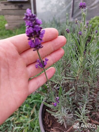 Лаванда Хиткот фиолетовая