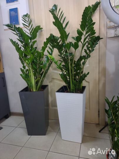 Замиокулькас огромный