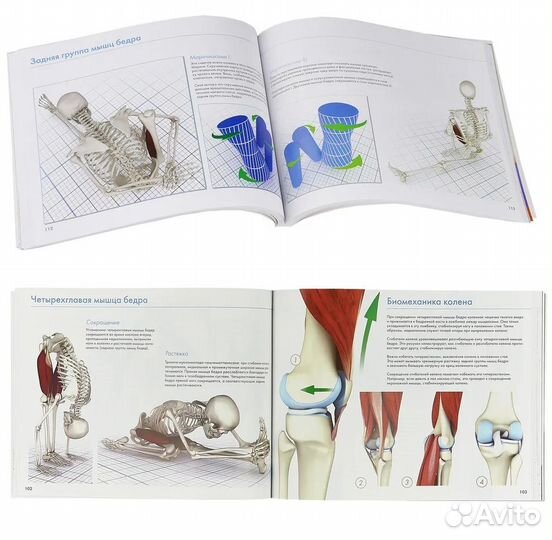 Ключевые мышцы йоги (автор Лонг Рэй)