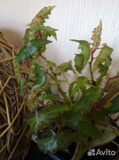 Бегония амфиоксус