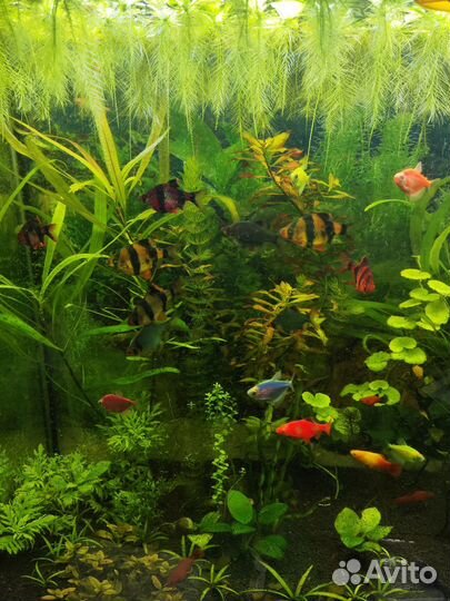 Барбусы, обмен