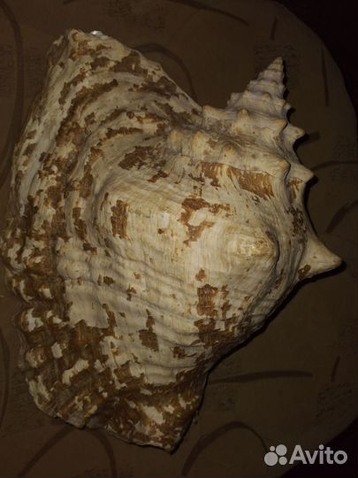 Ракушка большая океаническая