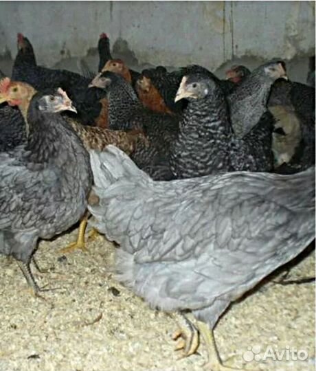 Куры молодки