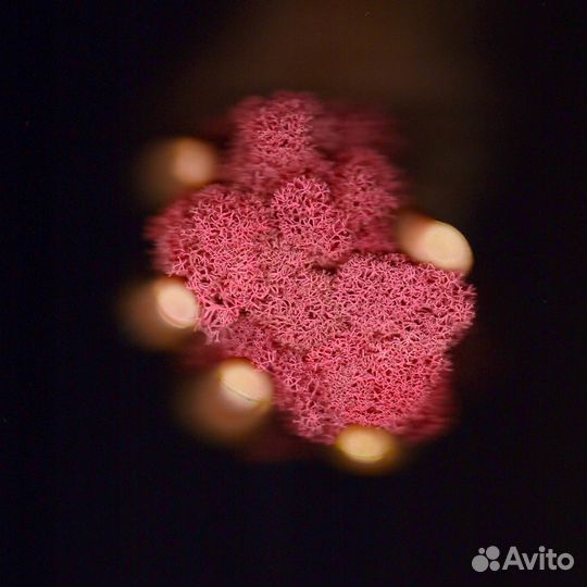 Стабилизированный Мох, Красный