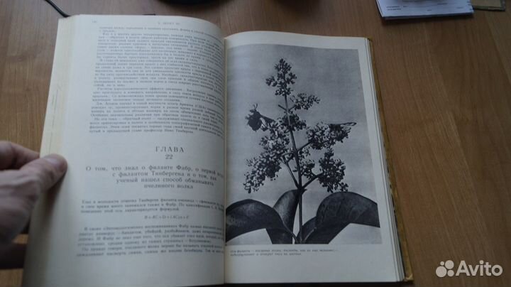 4797,17 Халифман И. Четырехкрылые корсары