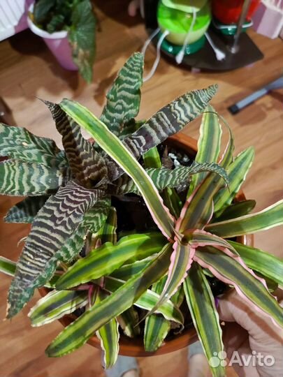 Криптантус