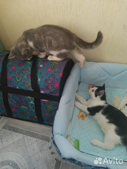 Две британские кошеки девочки 2,5 мес