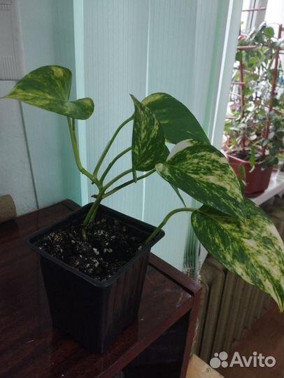 Сциндапсус