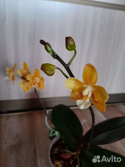 Орхидея фаленопсис бабочка